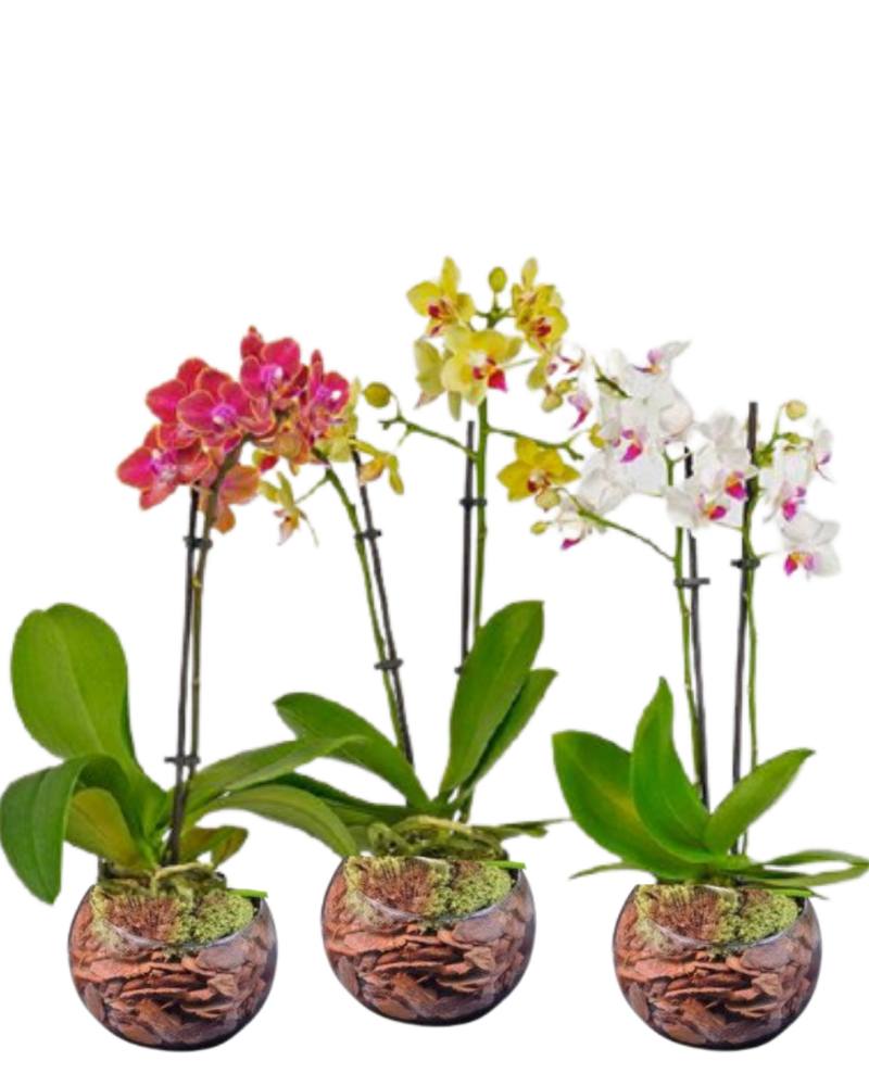 Mini Orquídea Exótica – Itaim Flores