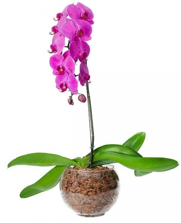 Orquídea Phalaenopsis Pink – Itaim Flores
