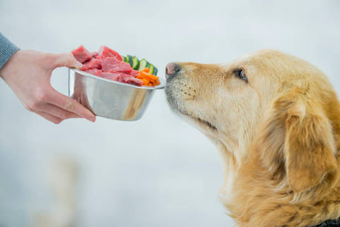 feeding a dog raw food