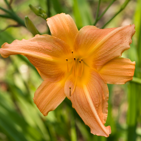 Peaches and Dreams Daylily