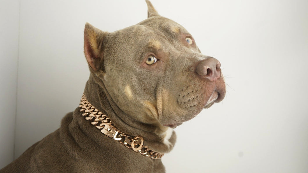 black pitbull with gold chain