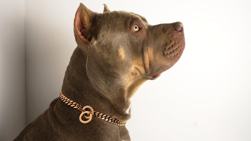 gold chain dog collar