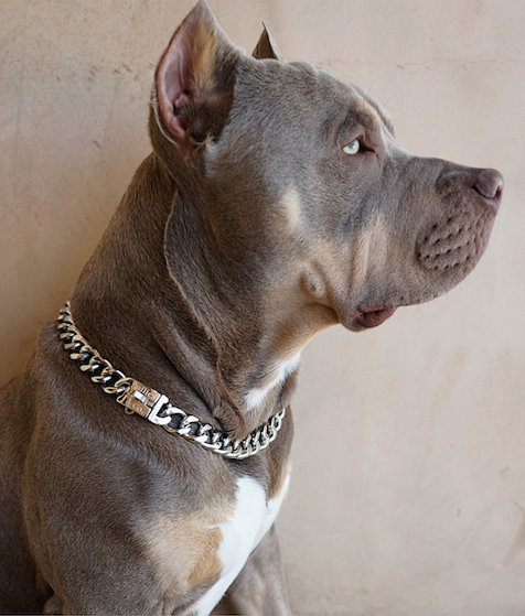 Silver Miami Cuban Dog Chains – Bullies 