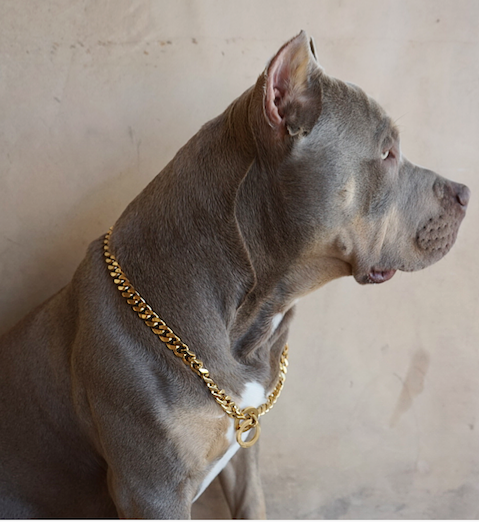 gold choke chain dog collar