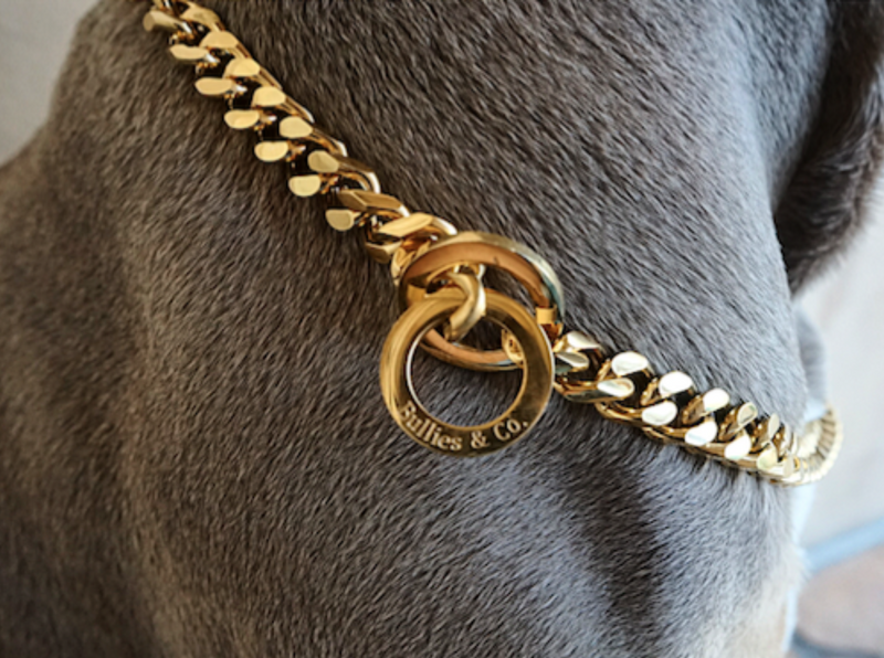 gold chain dog collar