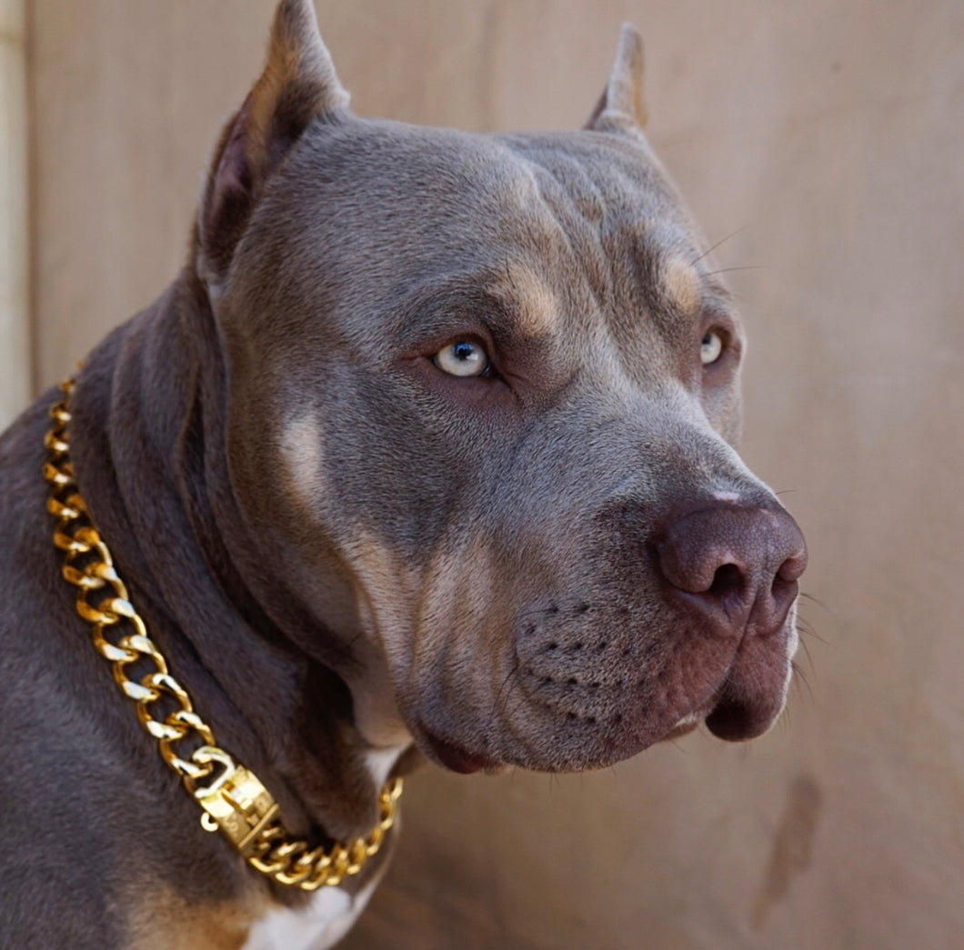 Gold Miami Cuban Dog Chain – Bullies \u0026 Co.