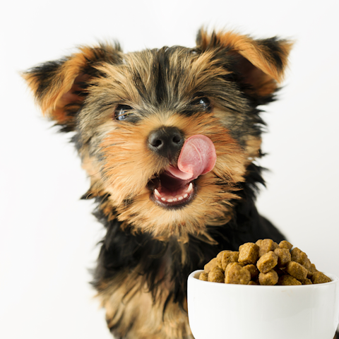 Corruption In The Dog Food Industry Creates Major Health Concerns