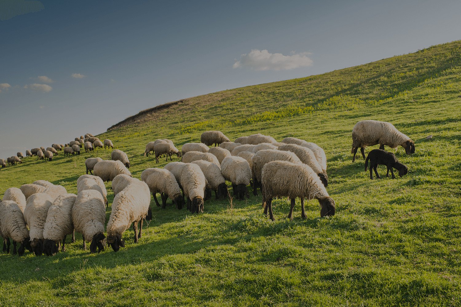 Sheep Shears S ?v=1662650287