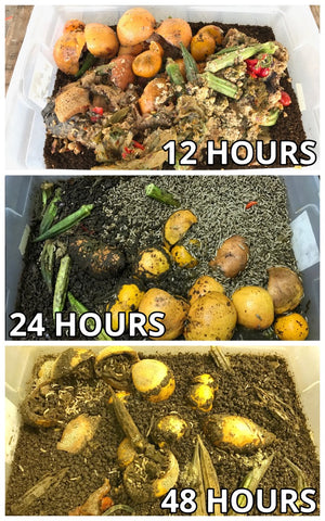 Black soldier fly consumption of food waste at 12, 24, and 48 hours
