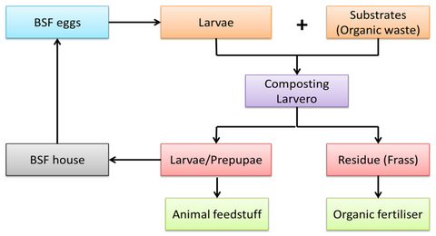 Figure 1: Generalized layout of BSF and where their byproduct goes (Amrul et. al, 2022)