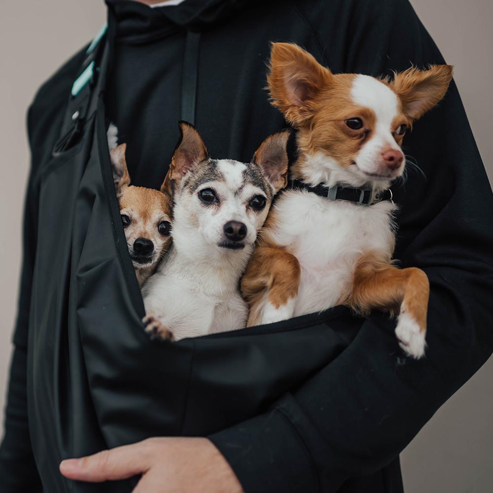 lifestyle photo showing three small and happy dogs inside of the dog carrier being carried by a man