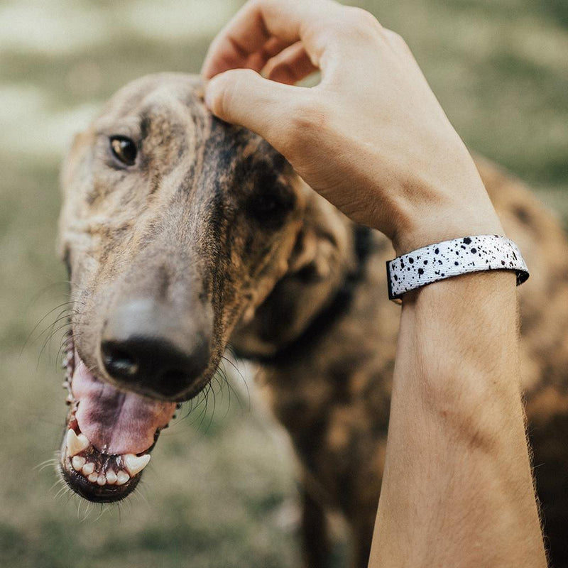 Lifestyle image of handing petting a dog's head with Practice Makes Perfect on their wrist
