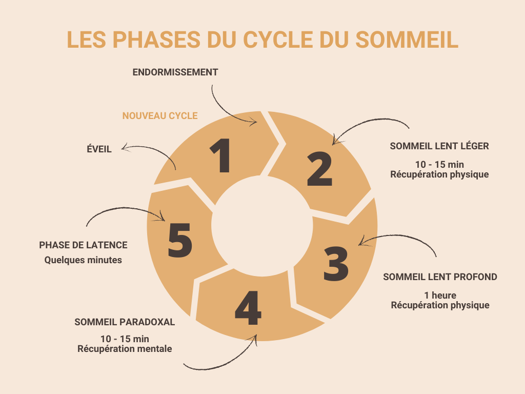 cycle du sommeil