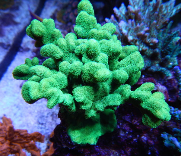 SPS - Green Psammacora – Boom Corals LLC