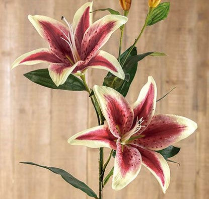 Lilium – macassar.