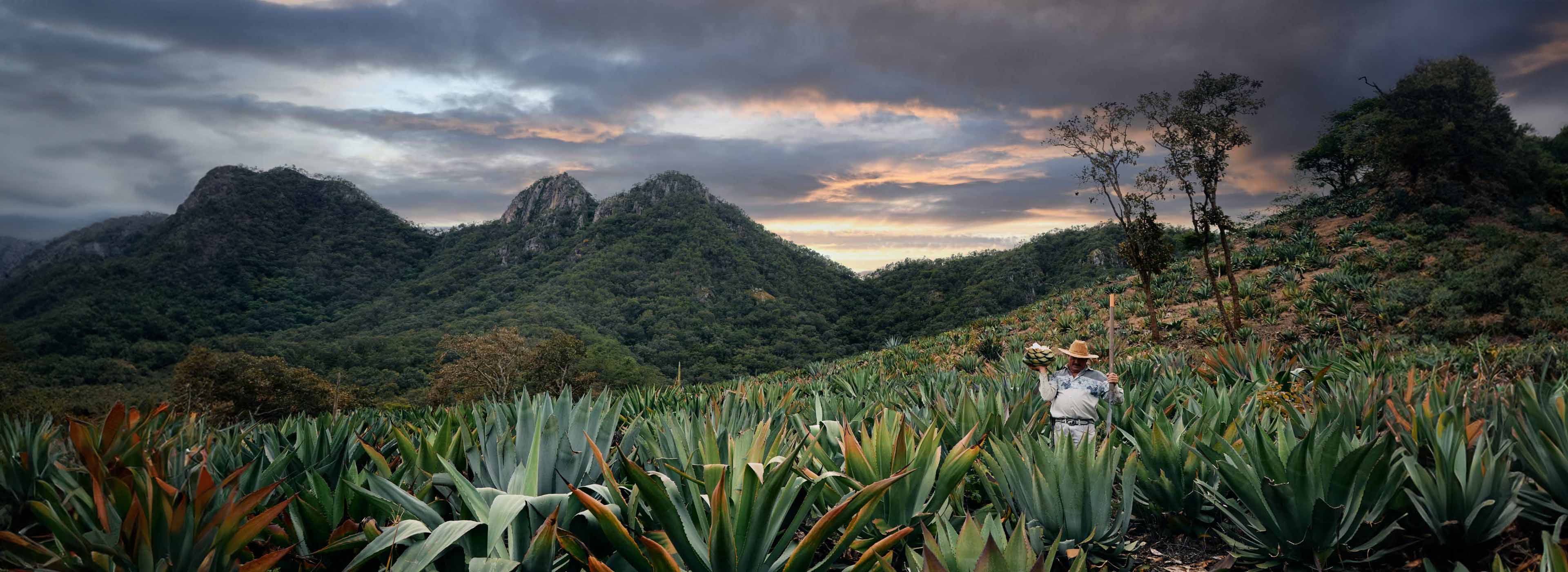 Agave Field Mexico