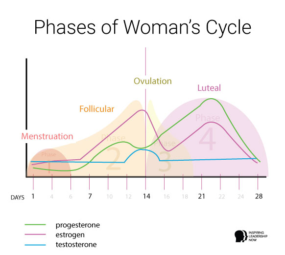 phases-of-a-womans-cycle-hormone-graph