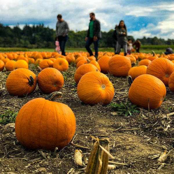 Pumpkin Patches for Picking and Carving Pumpkins in Ireland
