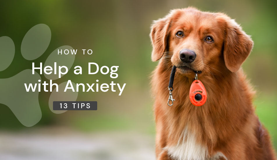 How to Help a Dog with Anxiety: 13 Tips