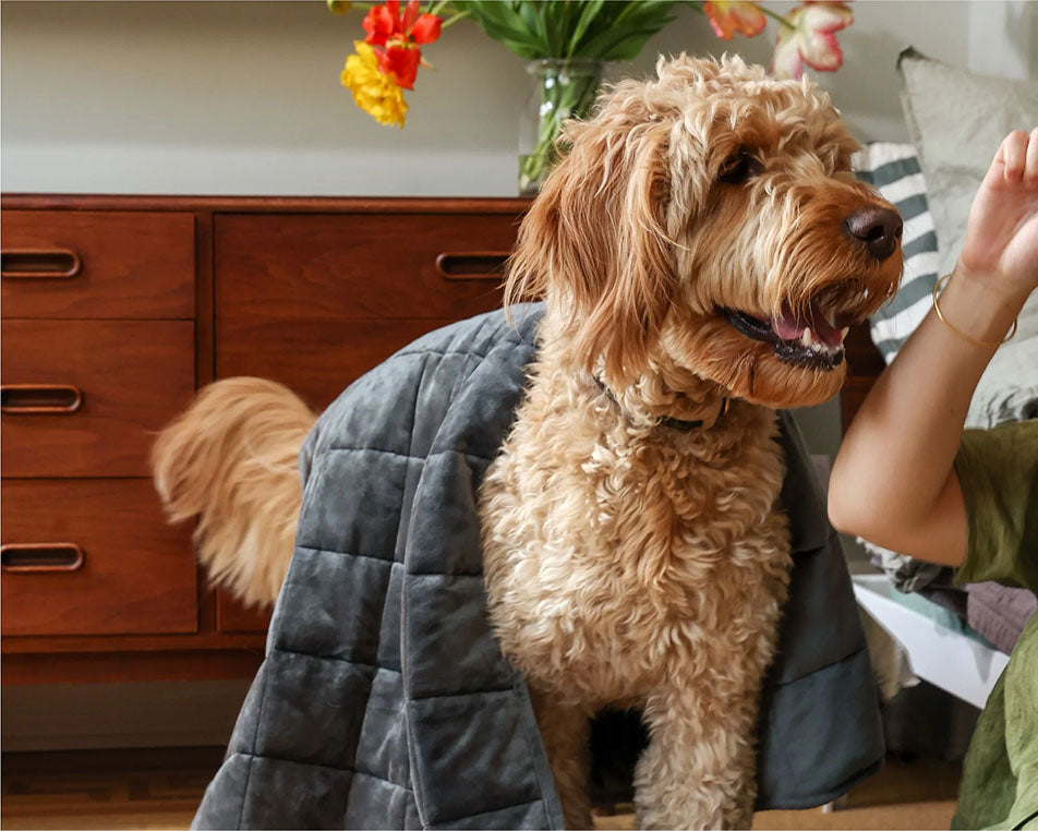 dog with weighted blanket on back