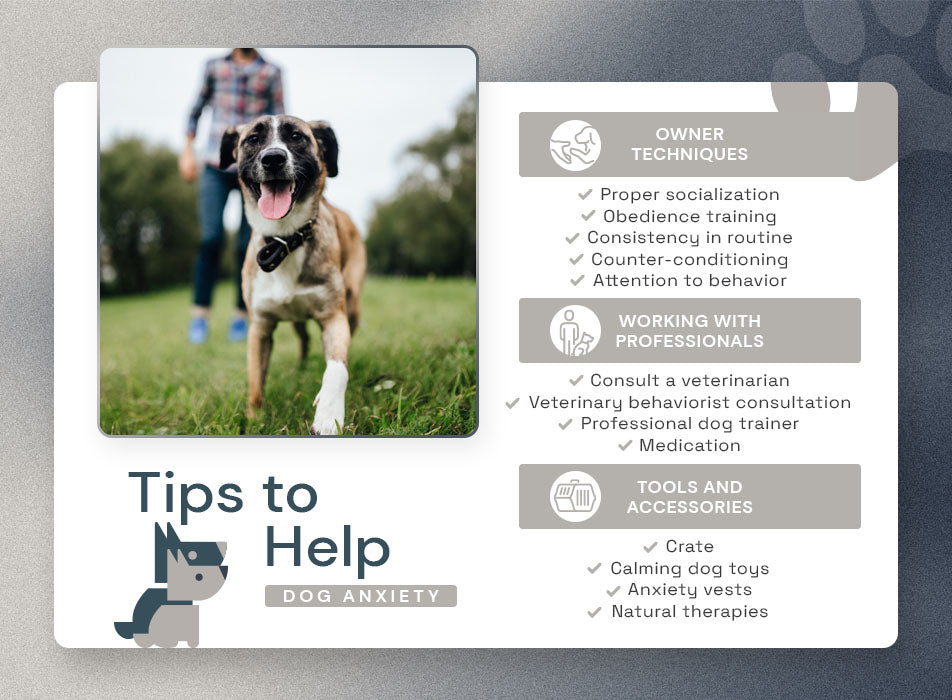 tips to help dog anxiety