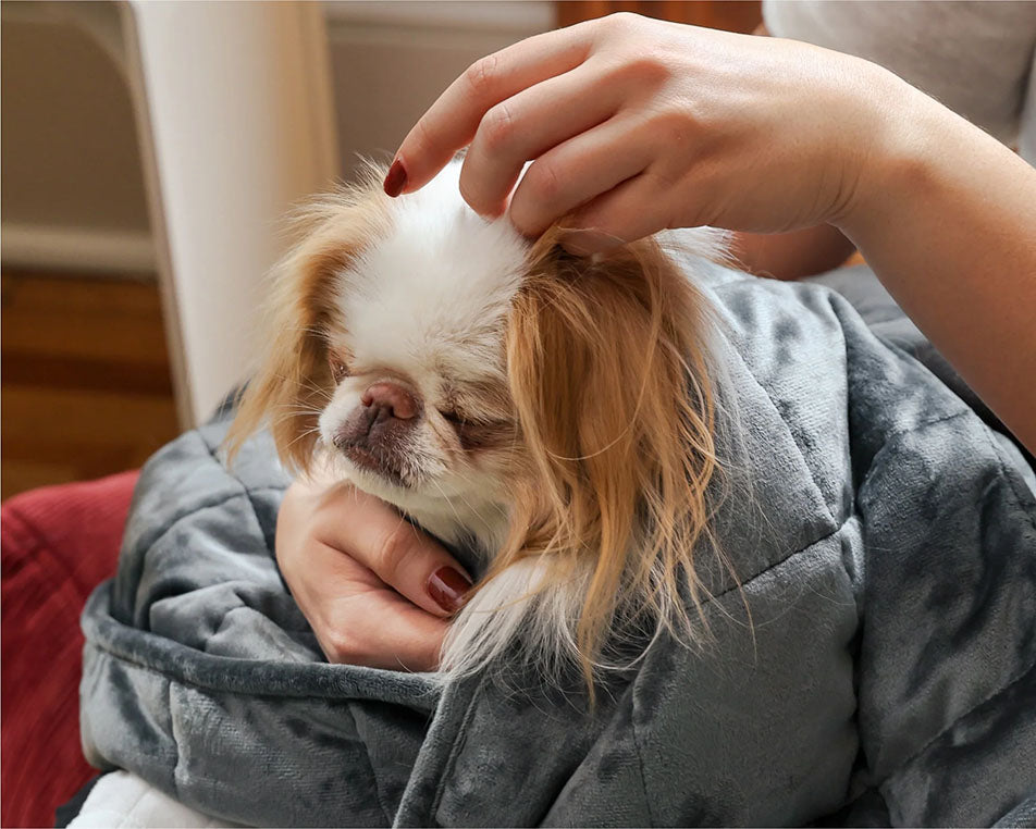 weighted blanket wrapped around dog