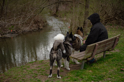 IWOM Convertible waterproof rain Jacket walking dogs at park