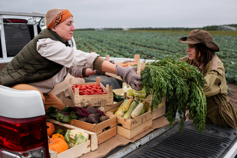 A female farmer is seen loading a variety of fresh vegetable crops into the bed of her truck, set against the backdrop of lush farmland, illustrating the farm-to-table journey