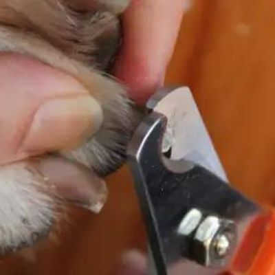 Trimming a Dog's Nails - a 2016 Update - The Other End of the Leash