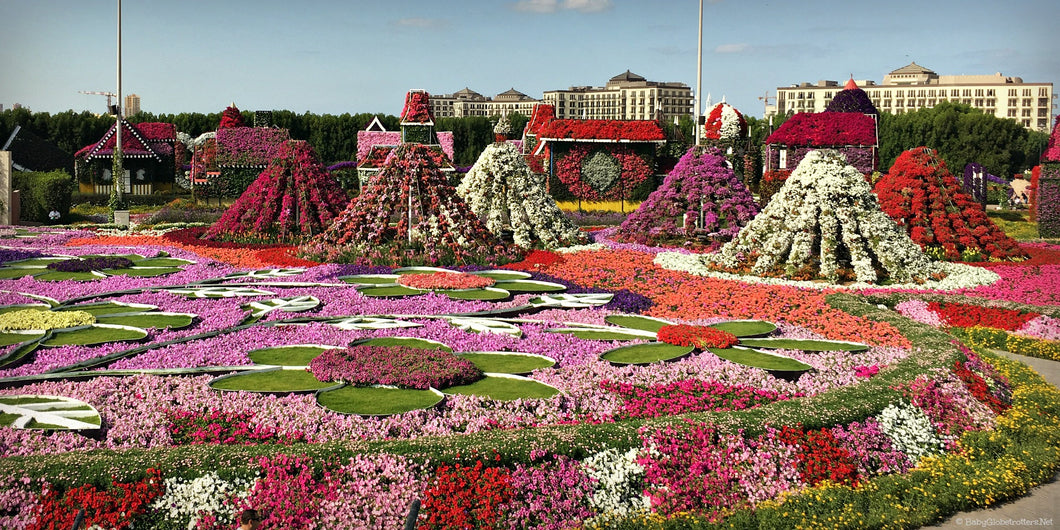 Dubai Miracle Garden Best Price Guarantee