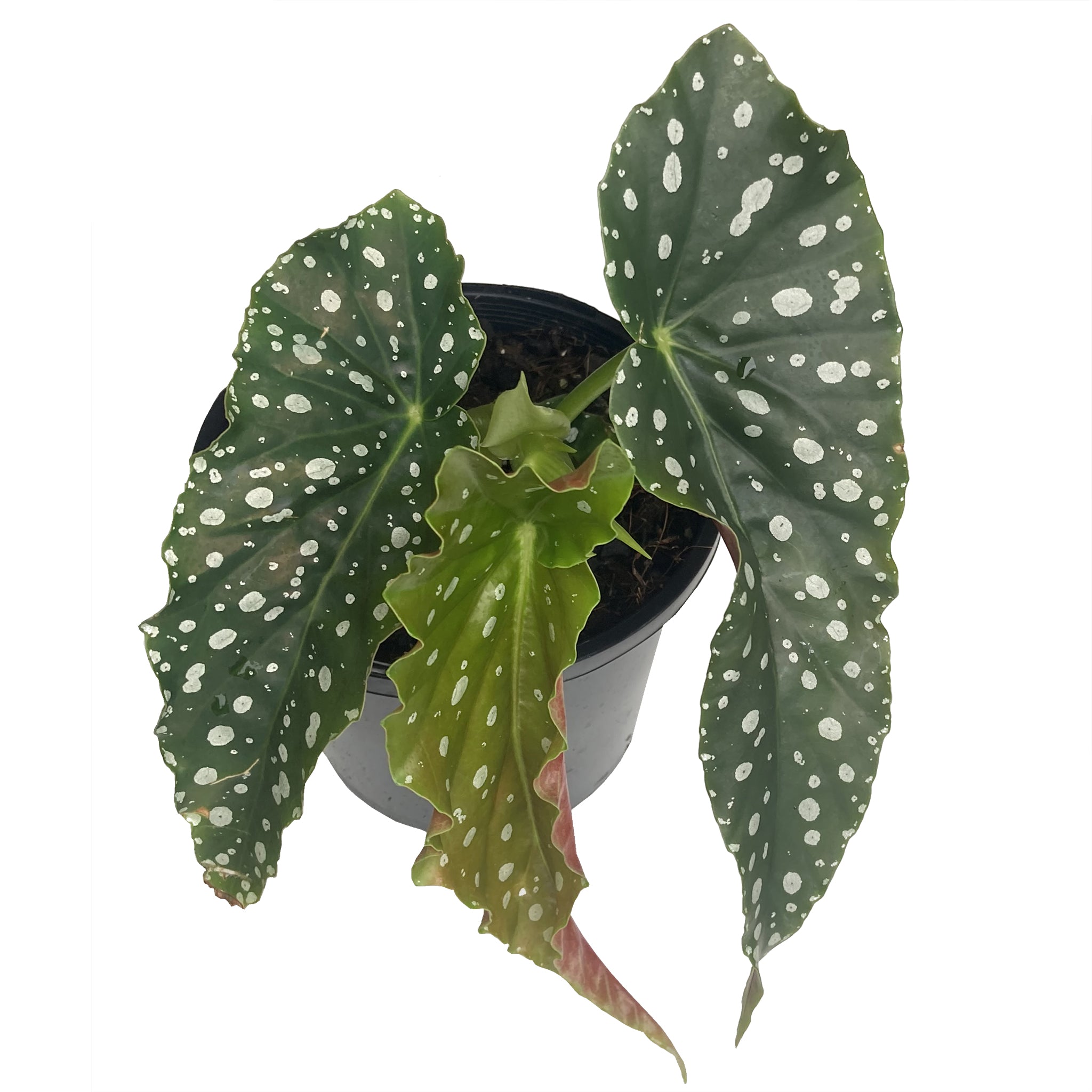 Begonia Maculata For Sale Online Australia – Fern Farm Plants
