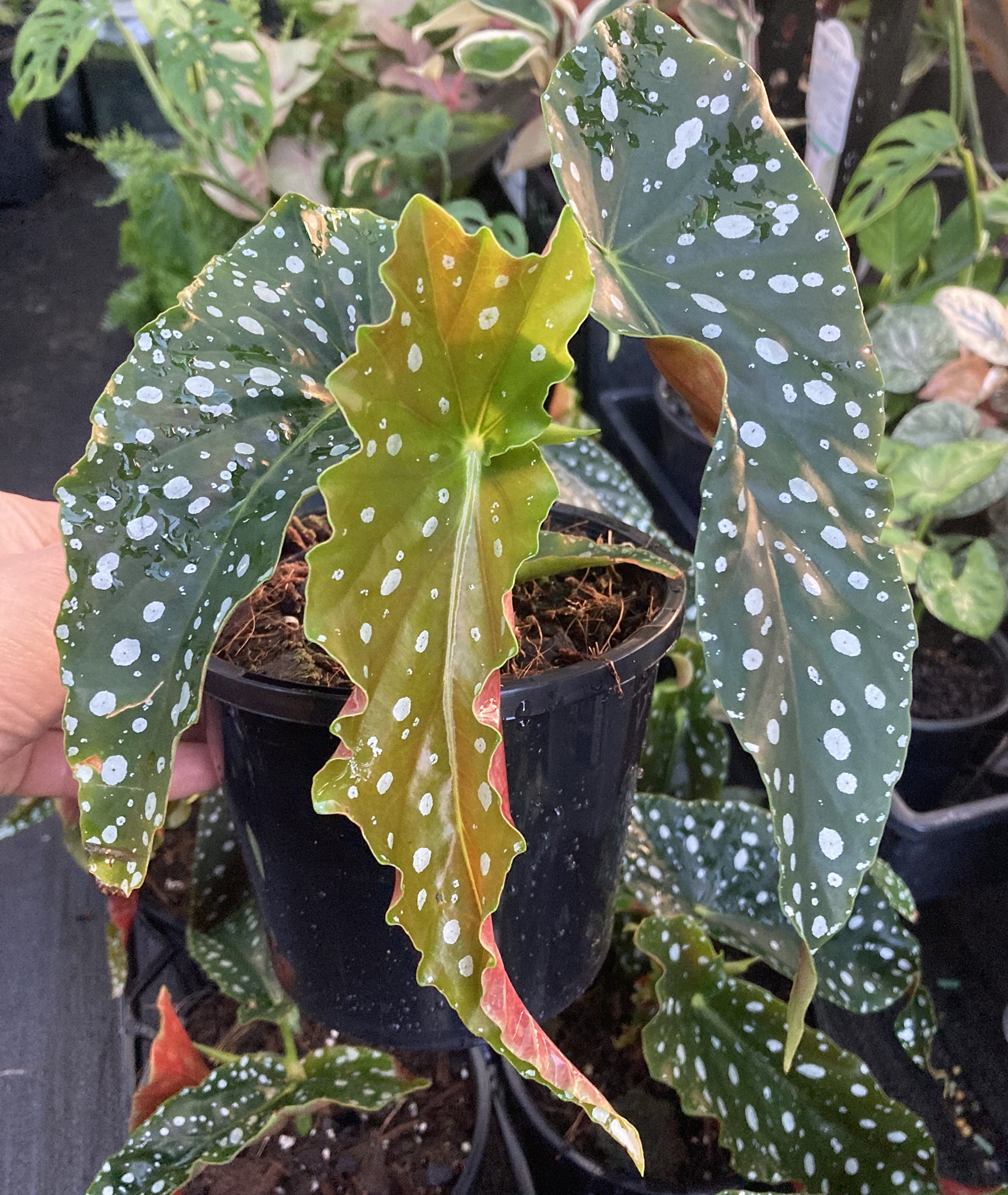 Begonia Maculata For Sale Online Australia – Fern Farm Plants