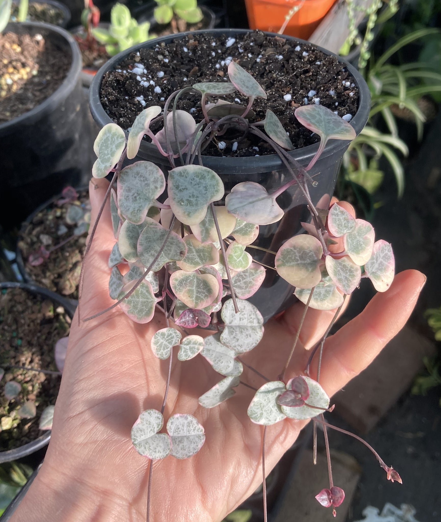 ceropegia woodii