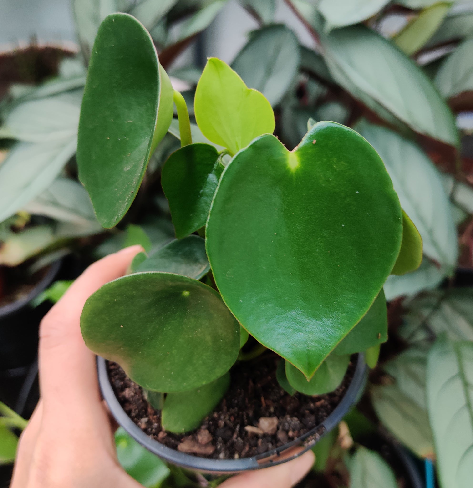 peperomia polybotrya raindrop