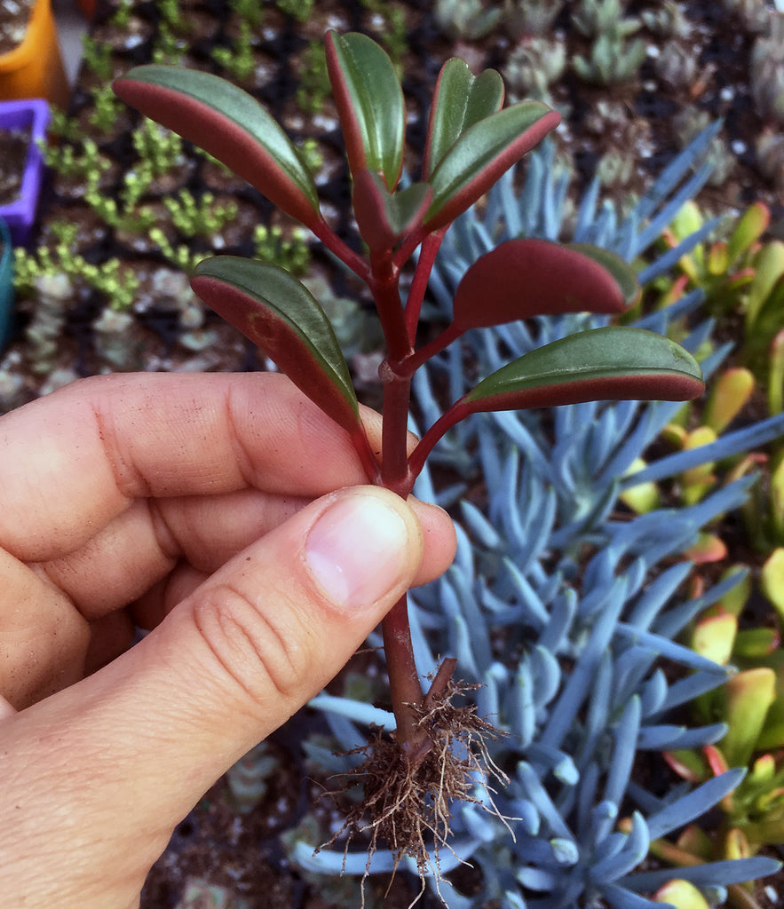 Peperomia Graveolens 'Ruby Glow' For Sale Online Australia ...