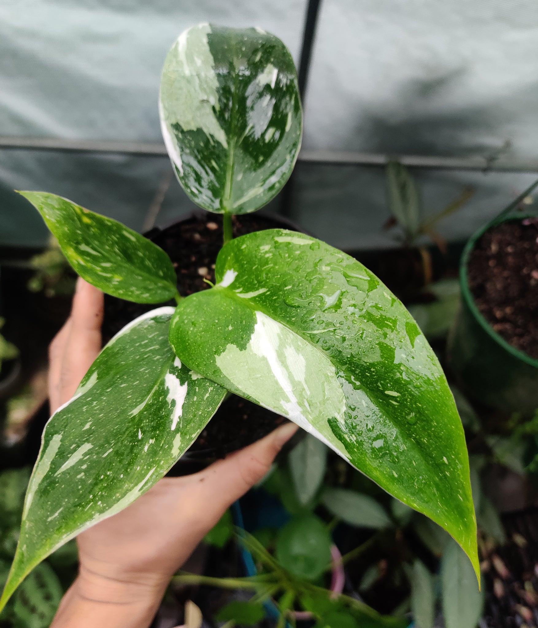 Philodendron White Princess For Sale Online Australia Fern Farm Plants