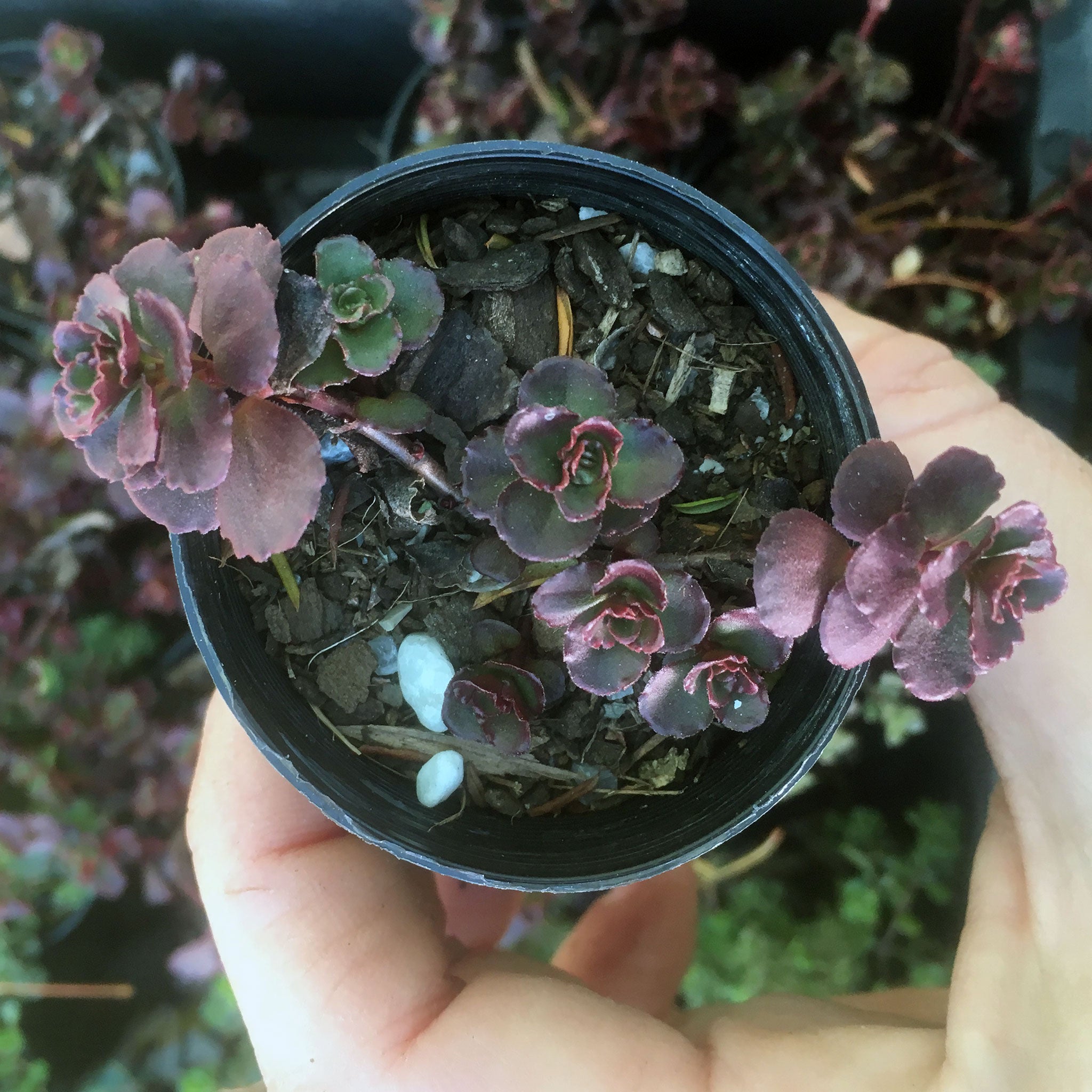 Mini Sedum Dragon S Blood For Sale Online Australia Fern Farm Plants