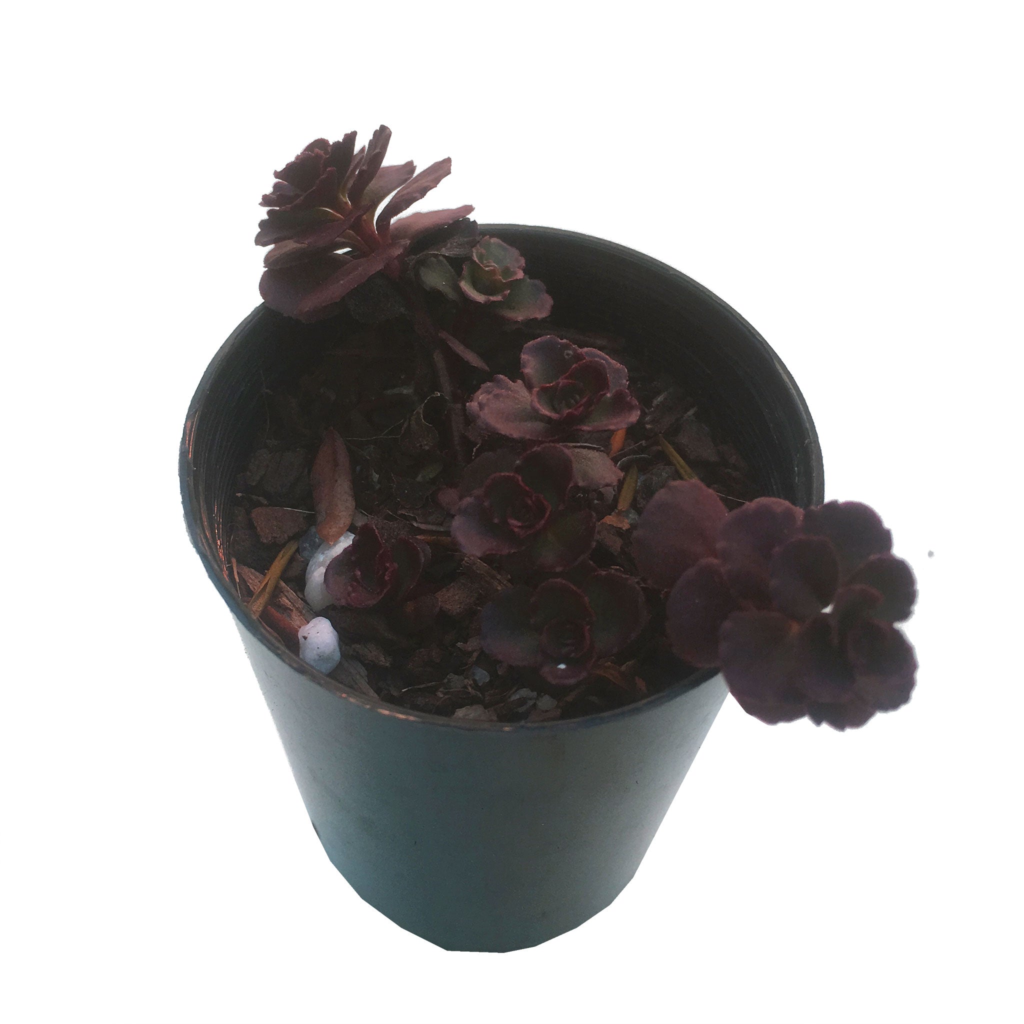 Mini Sedum Dragon S Blood For Sale Online Australia Fern Farm Plants