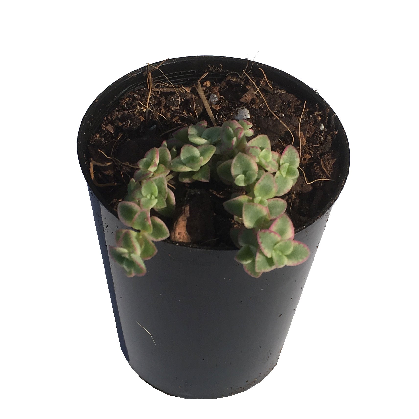 Mini Sedum Little Missy For Sale Online Australia Fern Farm Plants