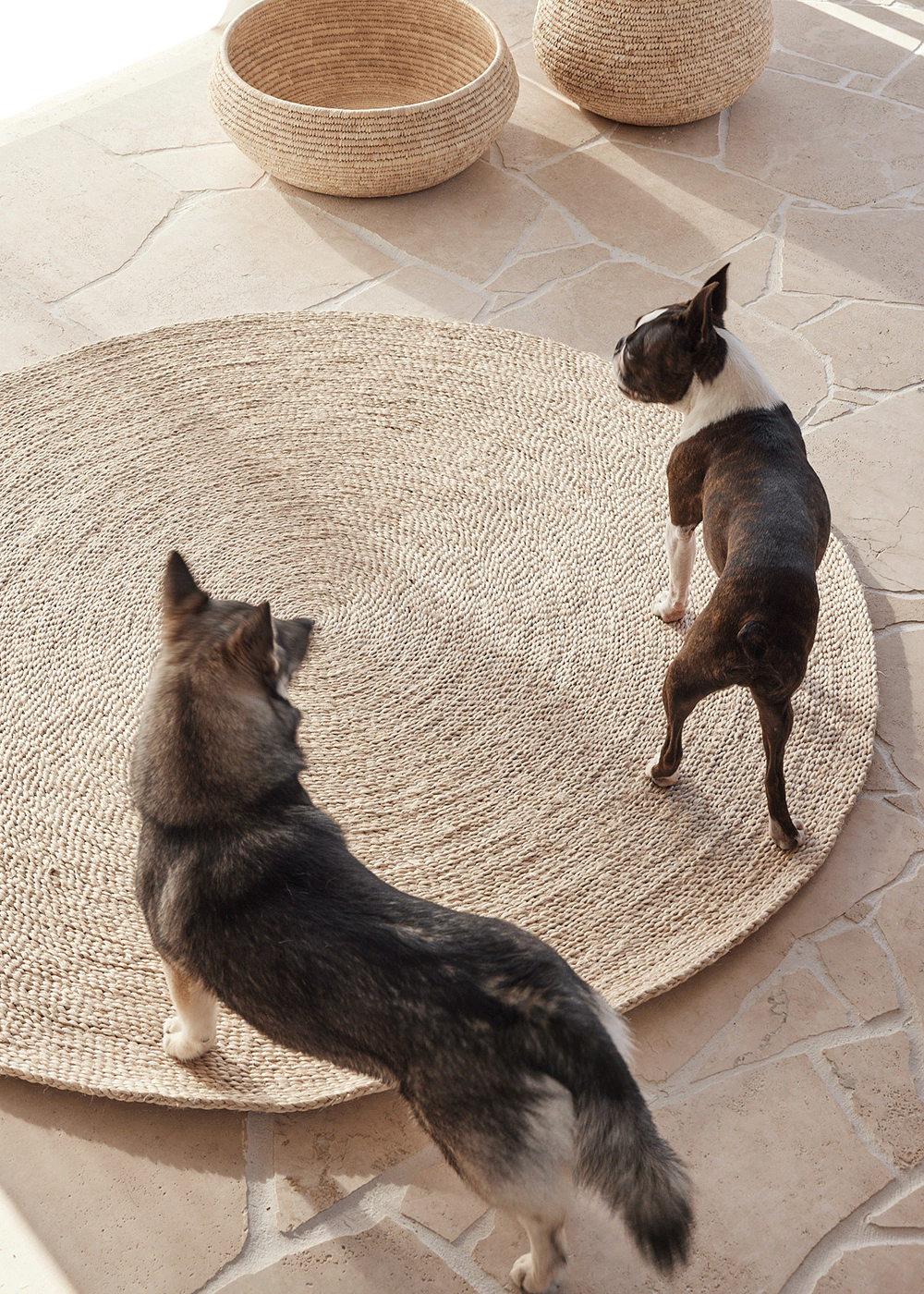 dogs on a round jute rug at Sundream Burleigh Heads