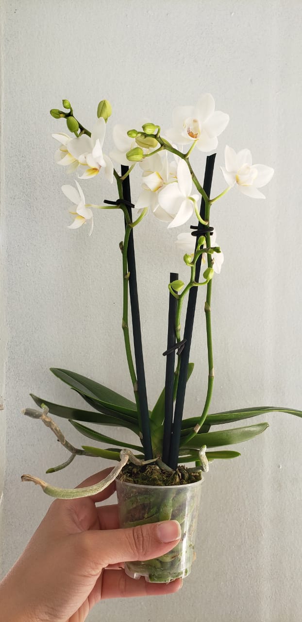 ayudante Intercambiar Crónico Cómo cuidar tu orquídea?— Arte Cultivos
