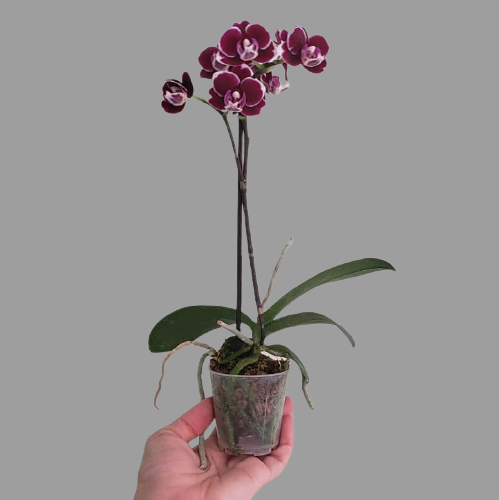 Orquídeas Phalenopsis— Arte Cultivos