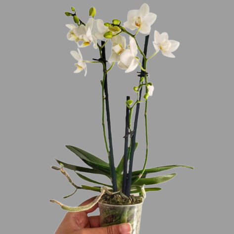 Orquídeas Phalenopsis— Arte Cultivos