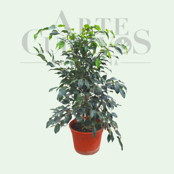 Ficus Benjamina— Arte Cultivos