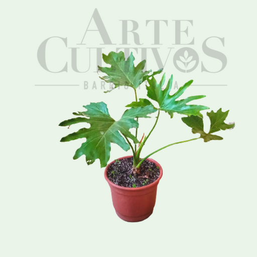 Plantas de Interior— Arte Cultivos