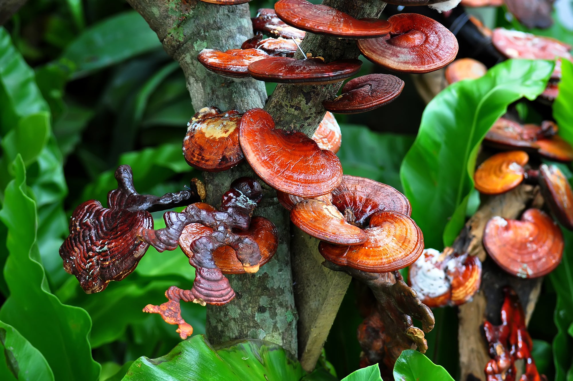 reishi