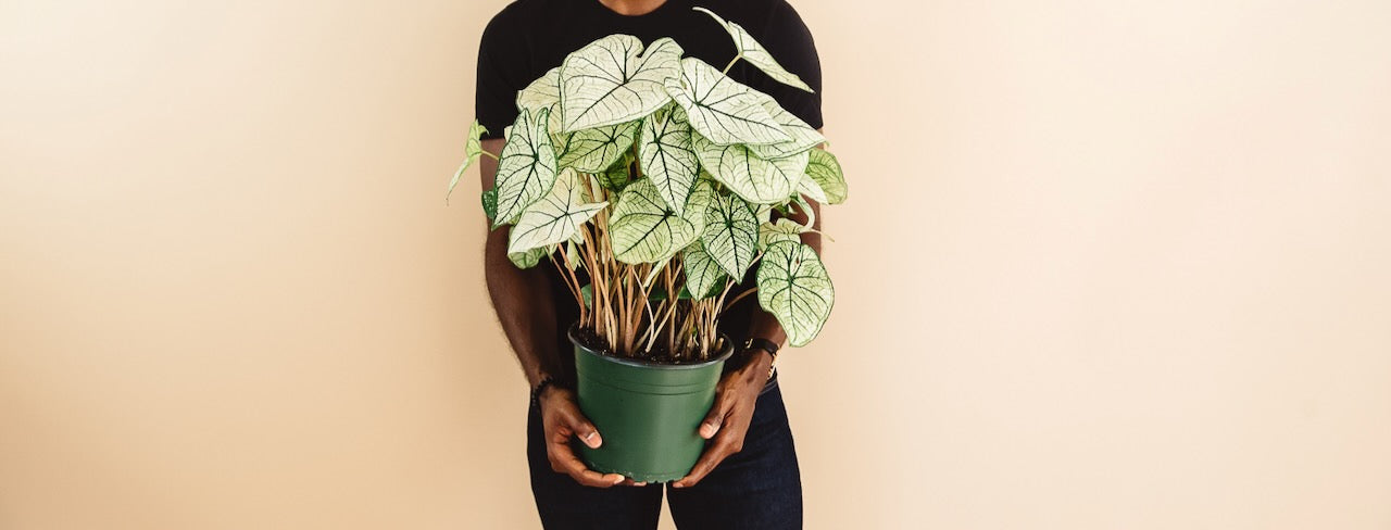 Spider Plant Ocean – The Fernseed