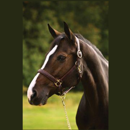 Leather Halter with Name Plates – EquiZone Online