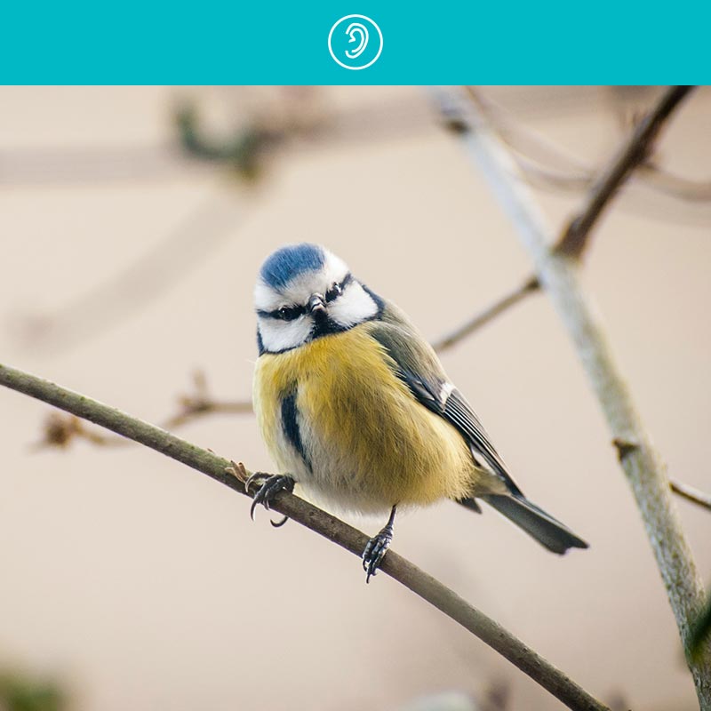 Small bird holding onto branch. 