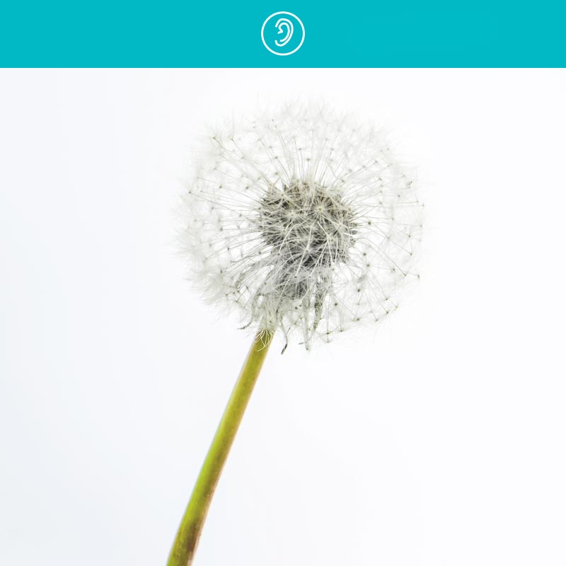 Dandelion.